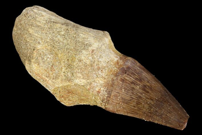 Fossil Rooted Mosasaur (Prognathodon) Tooth - Morocco #116906